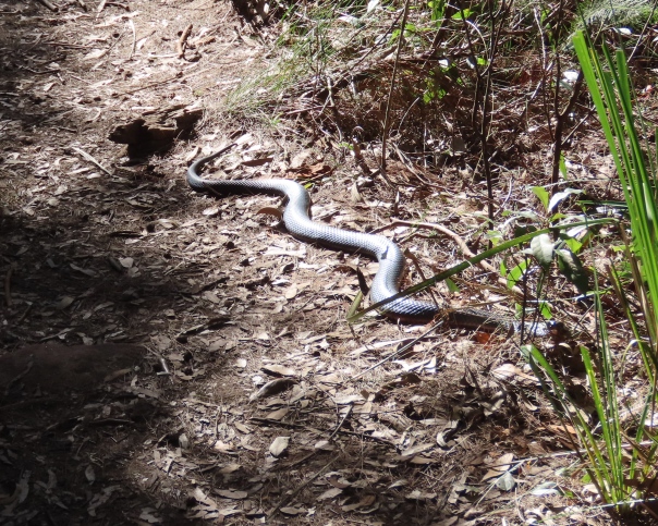 a-shocking-snake-surprise-david-steins-backyard-encounter-in-sydney
