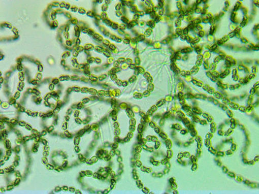 exploring-the-invisible-how-cyanobacteria-connect-and-thrive-in-marine-ecosystems