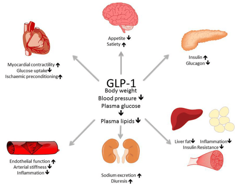 exploring-the-link-weight-loss-medications-and-reduced-alcohol-consumption