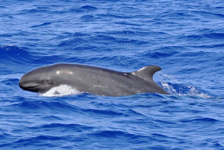 heartbreaking-mass-stranding-of-false-killer-whales-highlights-ocean-fragility