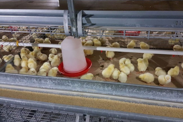 mercer-county-faces-bird-flu-understanding-the-human-health-risks-and-community-impact
