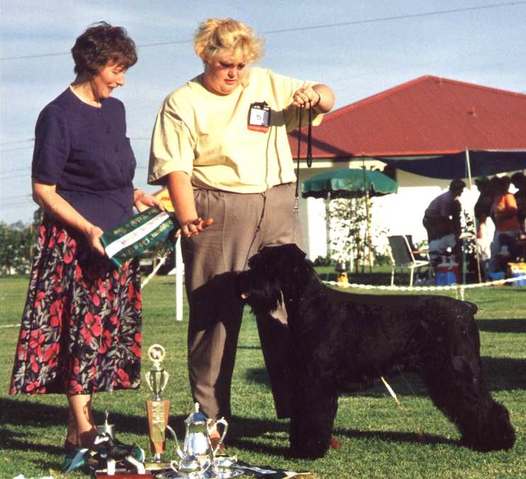 montys-historic-win-a-giant-schnauzers-triumph-at-westminster