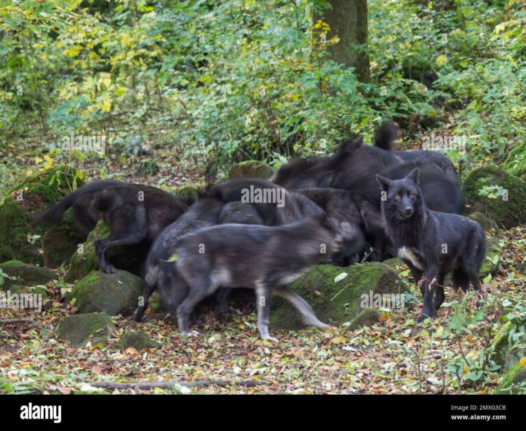 mystical-black-wolves-a-rare-discovery-in-polands-forests