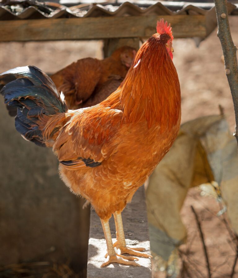 navigating-avian-influenza-in-ohio-impacts-and-precautions-for-residents