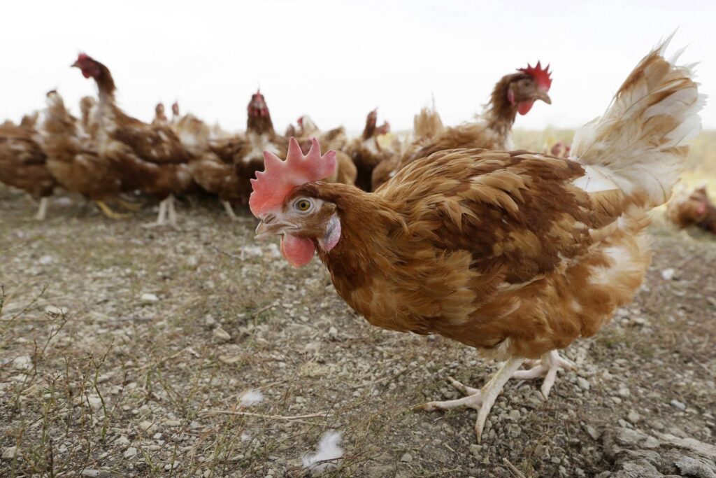ohios-first-human-case-of-bird-flu-key-insights-and-safety-measures