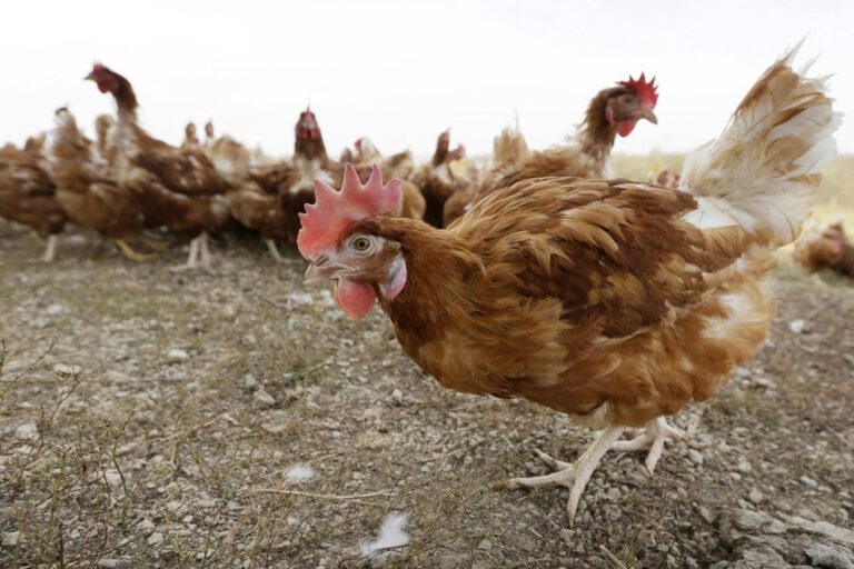 ohios-first-human-case-of-bird-flu-key-insights-and-safety-measures