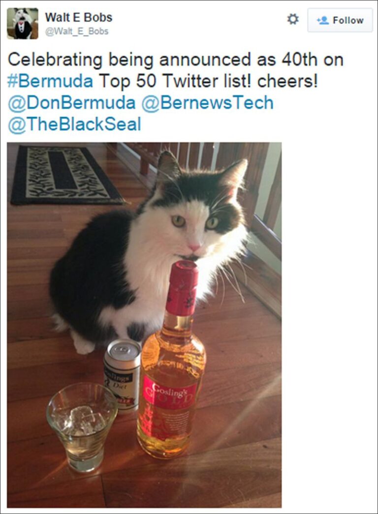 palmerston-the-cats-transition-from-politics-to-paradise-a-feline-consultant-in-bermuda
