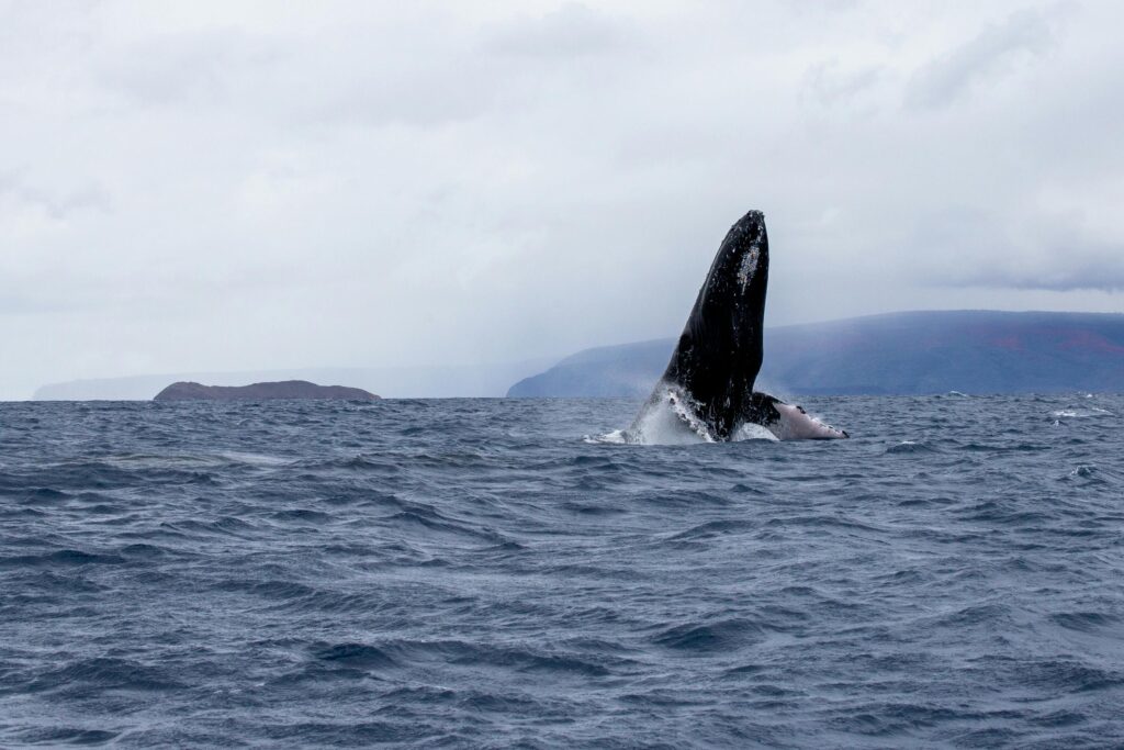 surviving-the-extraordinary-when-a-kayaker-was-swallowed-by-a-whale