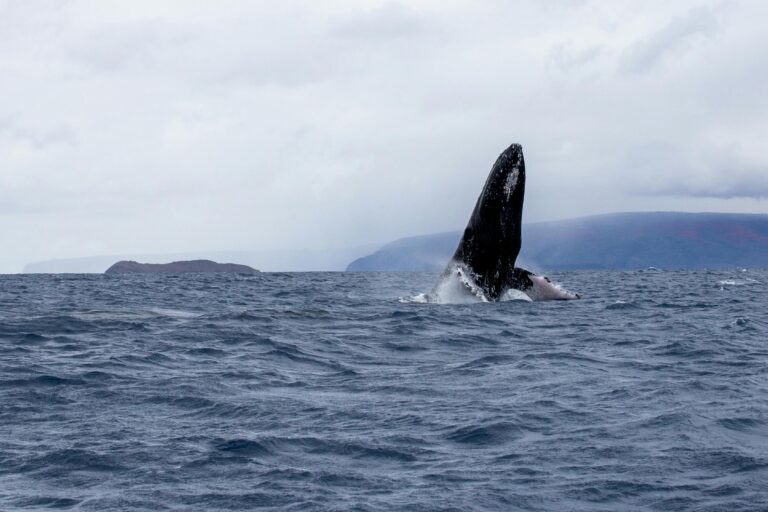 surviving-the-extraordinary-when-a-kayaker-was-swallowed-by-a-whale