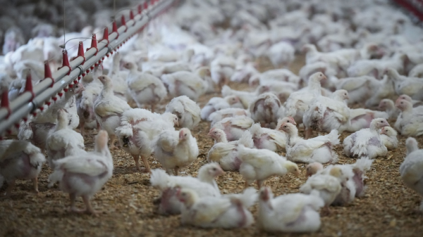 the-bird-flu-crisis-understanding-the-surge-in-egg-prices-and-its-wider-implications