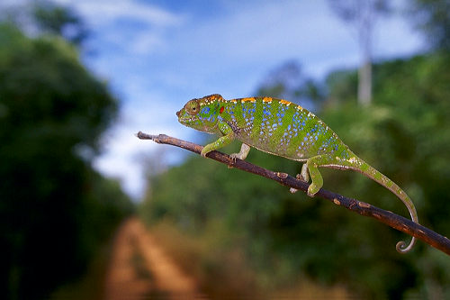 the-colorful-journey-of-labords-chameleon-life-in-a-nutshell