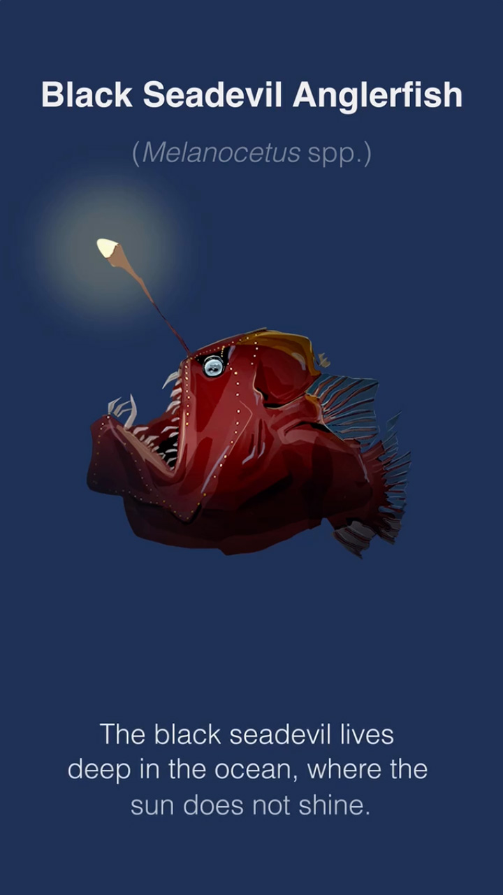 the-fascinating-encounter-with-the-black-seadevil-a-deep-sea-marvel