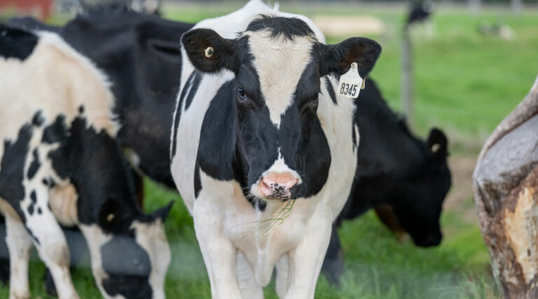 the-hidden-danger-why-bird-flu-monitoring-is-essential-for-americas-dairy-farms