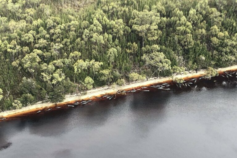 tragic-mass-stranding-the-euthanasia-of-false-killer-whales-in-tasmania