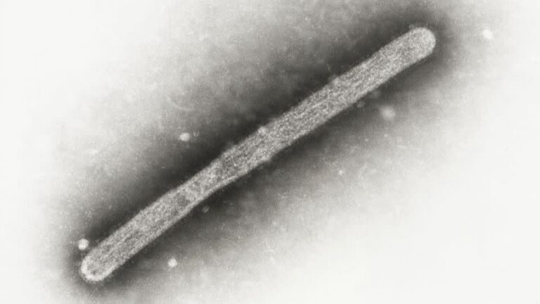 understanding-h5n1-bird-flu-key-facts-and-safety-tips