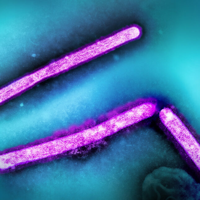 understanding-h5n1-bird-flu-the-cdcs-reporting-gaps-and-public-health-implications