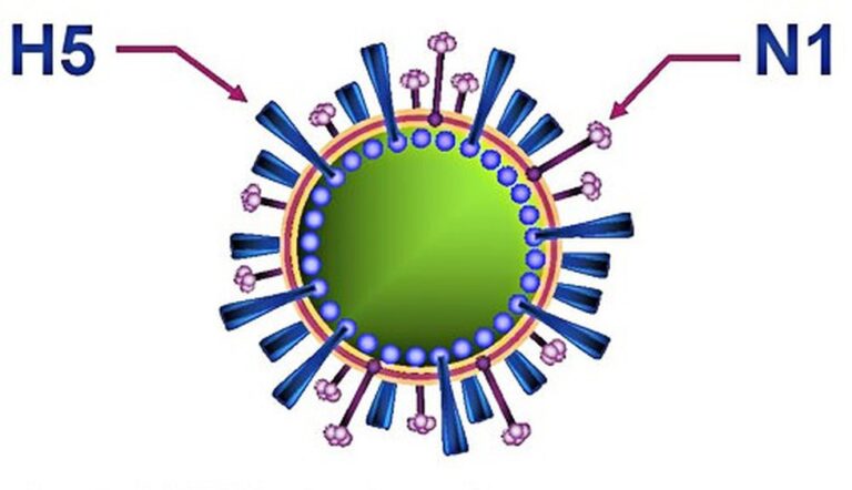 understanding-the-impact-of-the-h5n1-outbreak-on-egg-prices-and-public-health