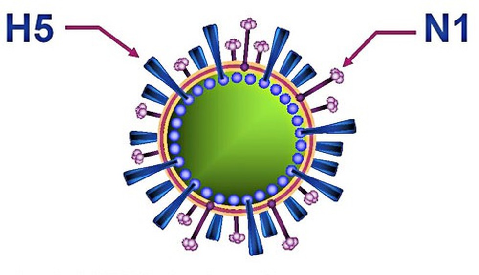 understanding-the-impact-of-the-h5n1-outbreak-on-egg-prices-and-public-health