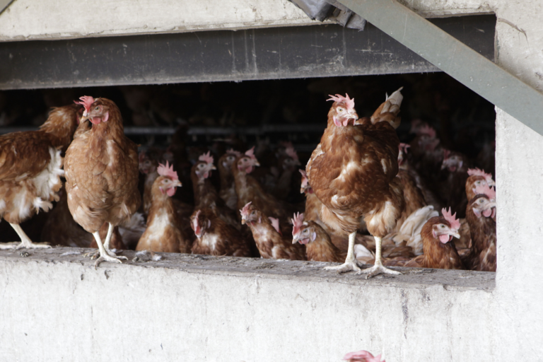 understanding-the-implications-of-wyomings-first-human-h5n1-case