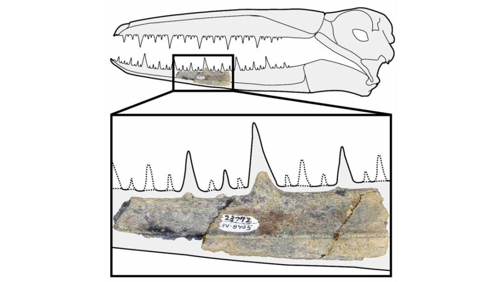 unearthing-antarcticas-avian-secrets-a-69-million-year-old-discovery