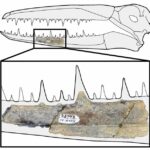 unearthing-antarcticas-avian-secrets-a-69-million-year-old-discovery