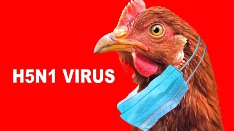unpacking-the-h5n1-d1.1-variant-new-worries-for-cattle-and-public-health
