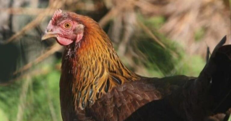 unveiling-the-h5n1-scare-the-missing-report-and-public-health-transparency